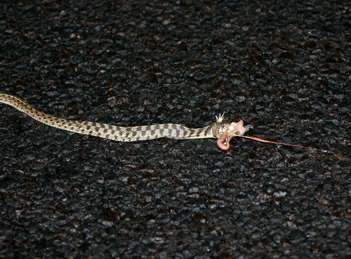 Checkered Garter Feeding