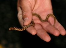 Checkered Garter Snake