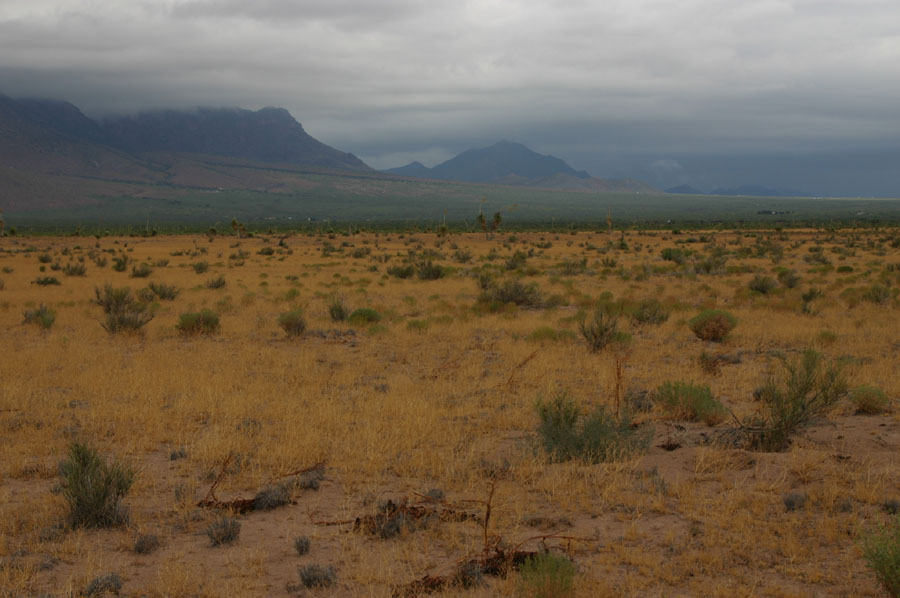 Desert Massasauga Habitat