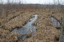 Lake Huron Coastal Habitat