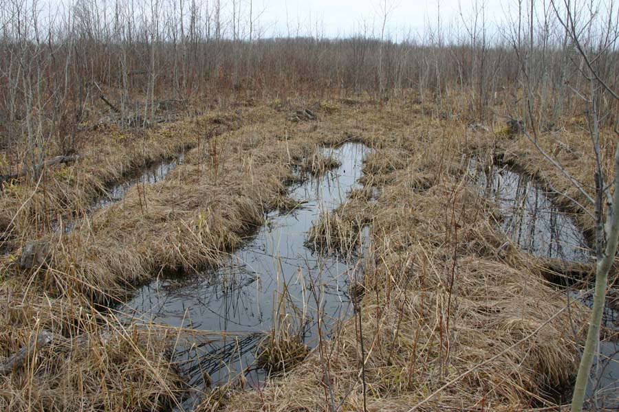 Lake Huron Coastal Habitat