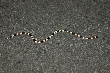 Sonoran Coral Snake