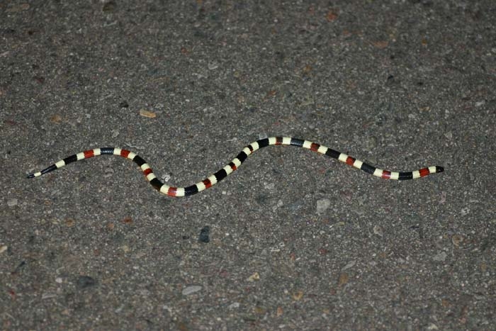 Sonoran Coral Snake