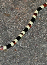 Sonoran Coral Snake