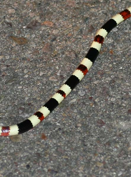 Sonoran Coral Snake