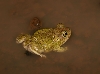 Couch's Spadefoot