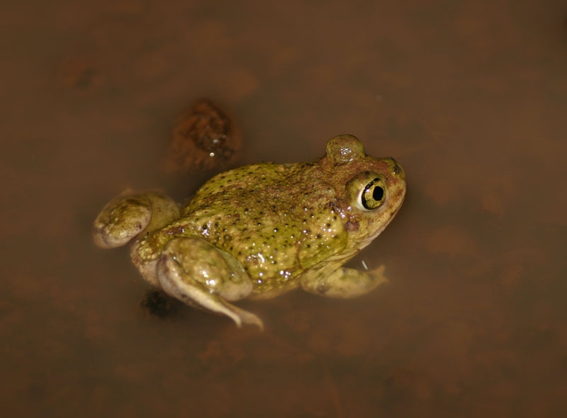 Couch's Spadefoot