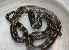 Davis Blackbelly Cal King