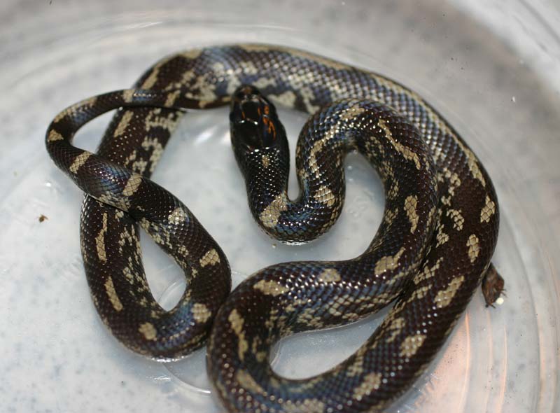 Davis Blackbelly Cal King