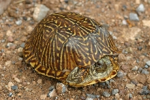 Desert Box Turtle