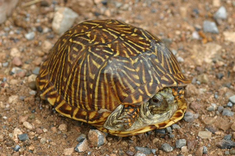 Desert Box Turtle