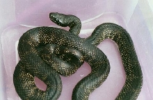 Desert Kingsnakes