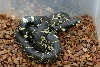 Desert Kingsnake