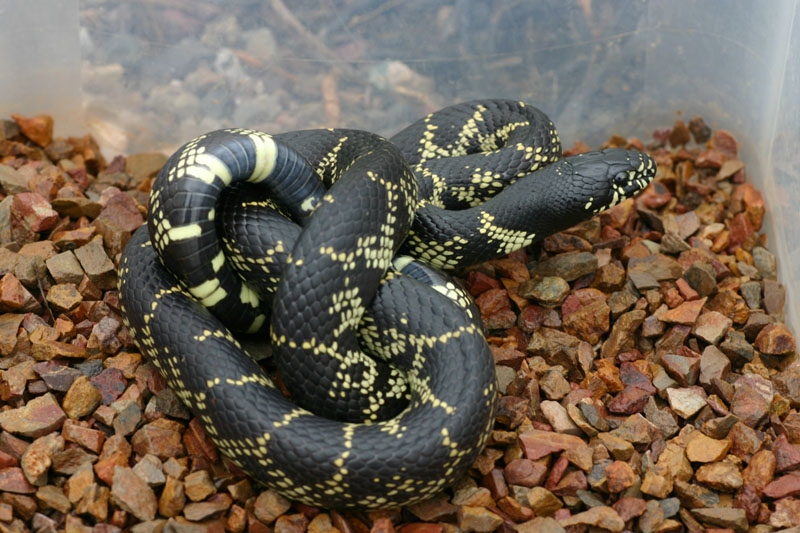 Desert Kingsnake