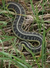 Eastern Garter