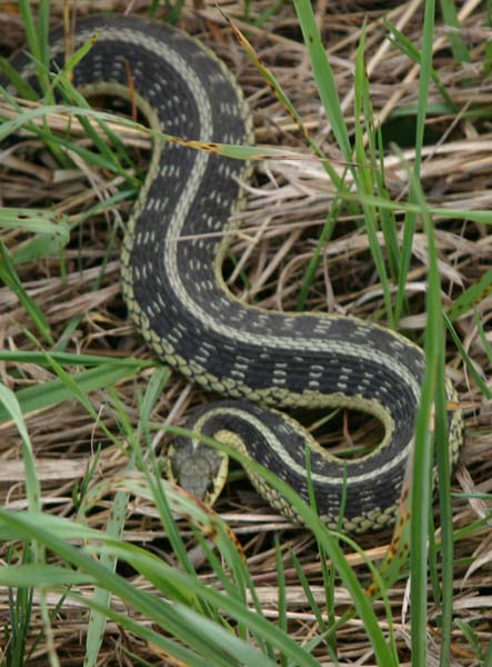 Eastern Garter