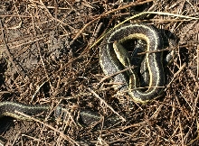 Eastern Garter Snakes