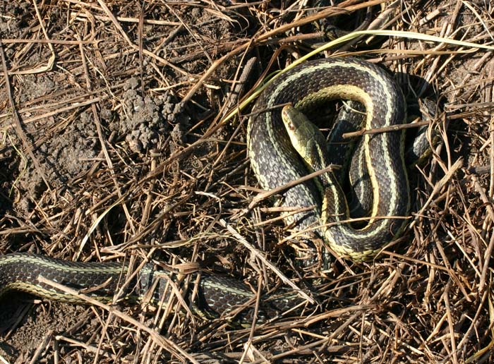 Eastern Garter Snakes