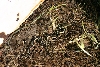 Eastern Garter Snake