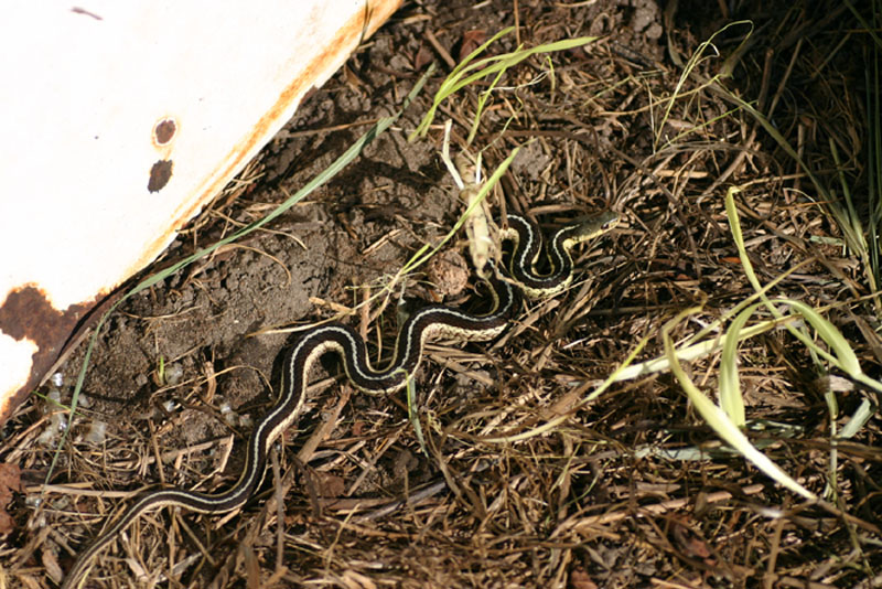 Eastern Garter Snake