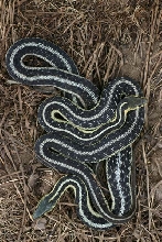 Eastern Garters