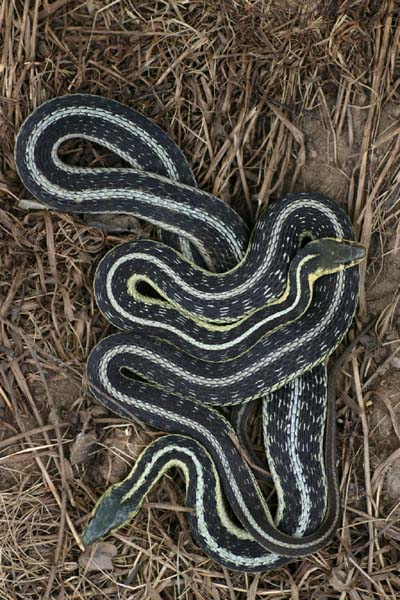 Eastern Garters