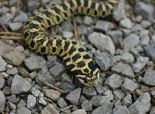 Eastern Hognose Snake