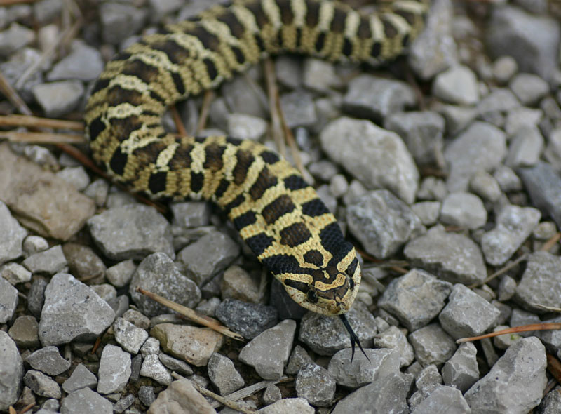 Eastern Hognose Snake