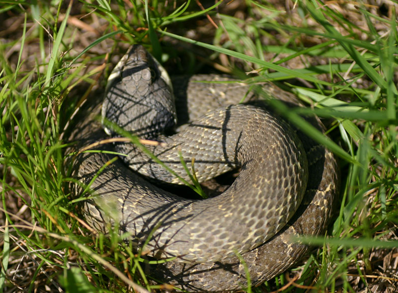 Eastern Hognose Snake