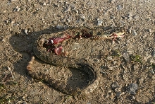 Eastern Hognose - DOR