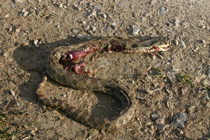 Eastern Hognose - DOR