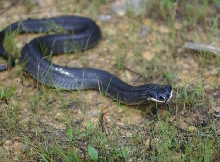 Eastern Hognose Snake