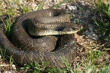 Eastern Hognose Snake