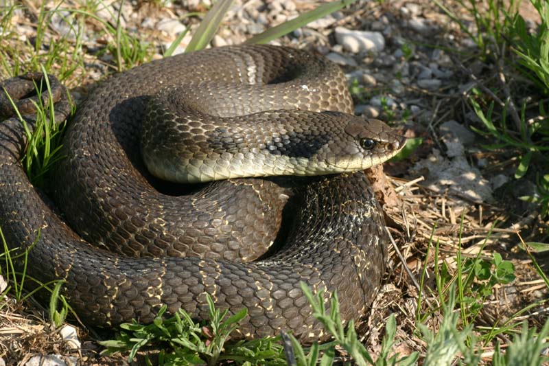 Eastern Hognose Snake