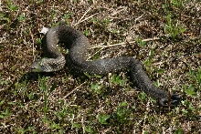 Eastern Hognose Snake