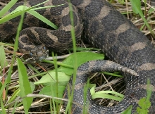 Eastern Massasauga Rattlesnake