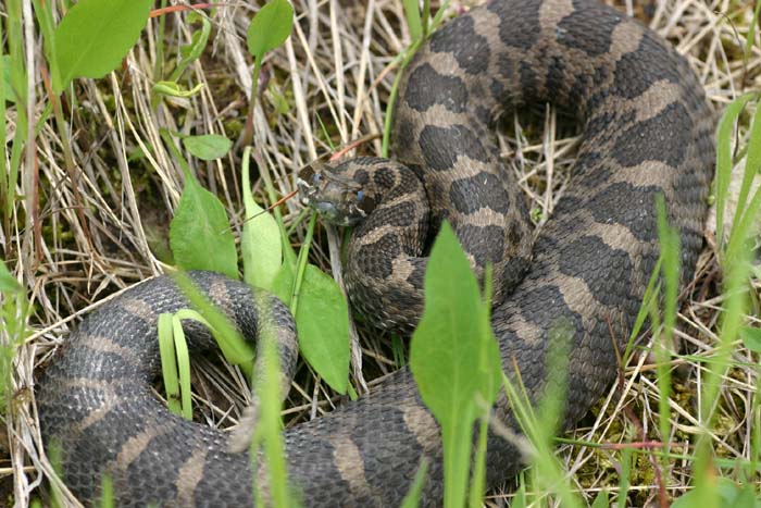 Eastern Massasauga Rattlesnake
