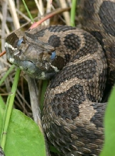 Eastern Massasauga Rattlesnake
