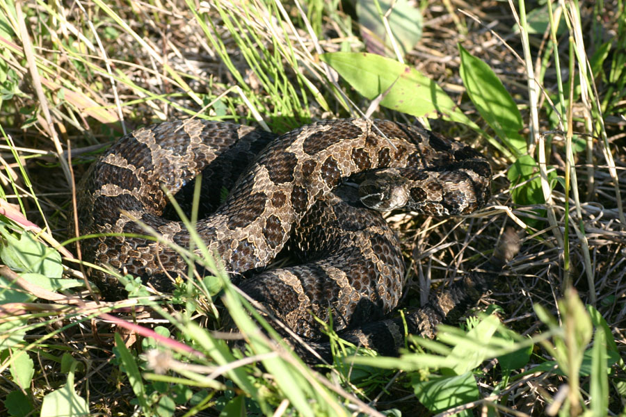 Eastern Massasauga Rattlesnake