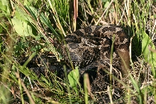 Eastern Massasauga Rattlesnake