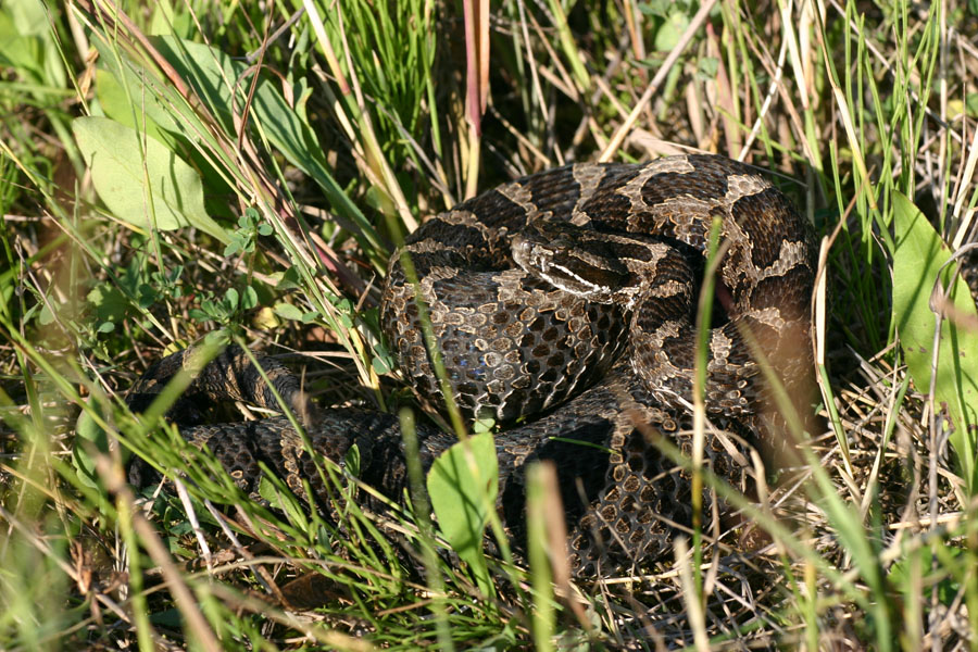 Eastern Massasauga Rattlesnake