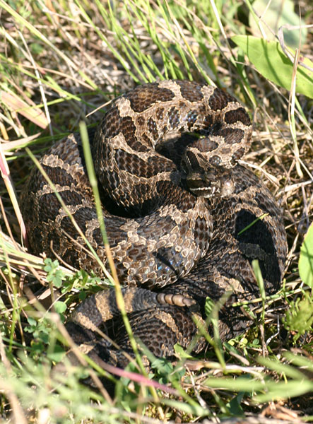 Eastern Massasauga Rattlesnake