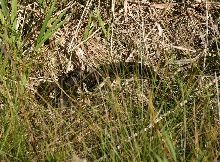 Eastern Massasauga Rattlesnake