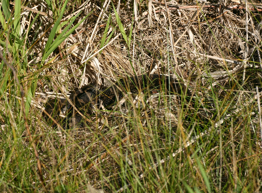 Eastern Massasauga Rattlesnake