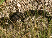 Eastern Massasauga Rattlesnake