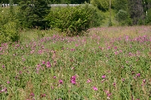 Eastern Massasauga Habitat