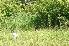 Eastern Massasauga Habitat