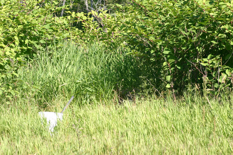 Eastern Massasauga Habitat