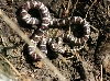 Eastern Milksnake Baby