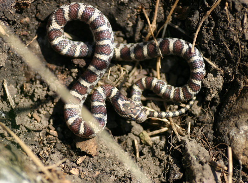 Eastern Milksnake Baby